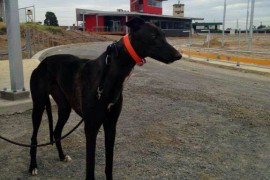 First greyhound to walk the new track.