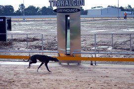 First Greyhounds to Trial on new Track