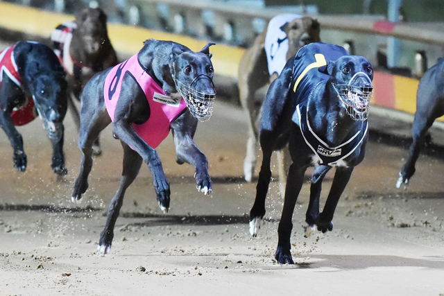 Don't Kid Me (7) defeats Jesaulenko (8) in a thrilling heat of the Traralgon Cup last weekend - Page 2